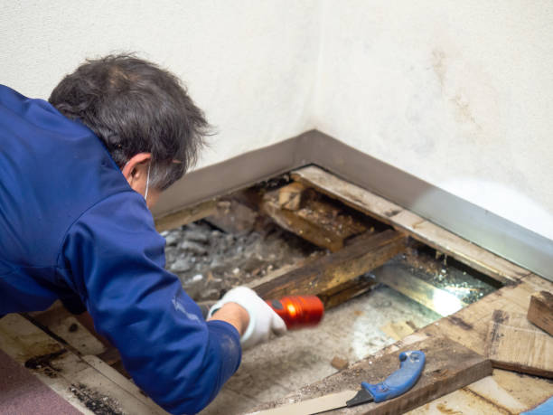Best Attic Mold Removal  in Fresno, TX