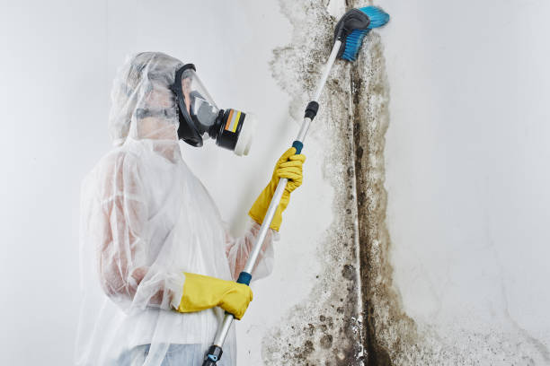 Best Home Mold Removal  in Fresno, TX