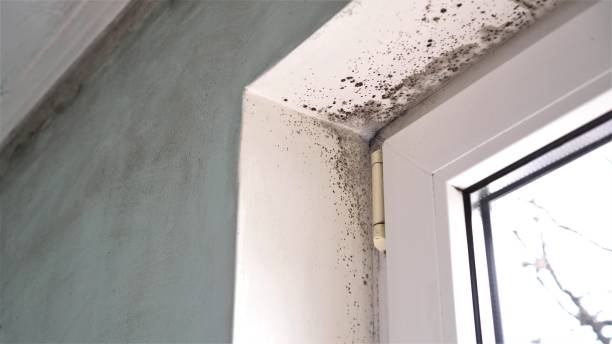 Best Mold Removal Process  in Fresno, TX