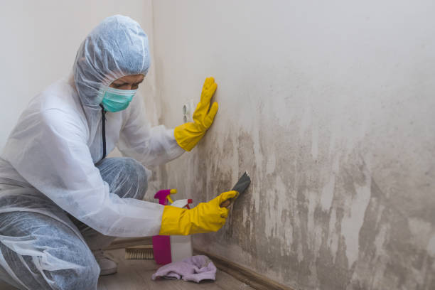 Best Certified Mold Removal  in Fresno, TX