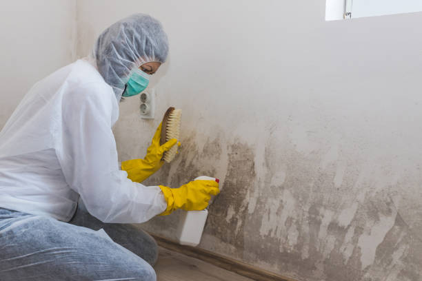 Best Toxic Mold Removal  in Fresno, TX