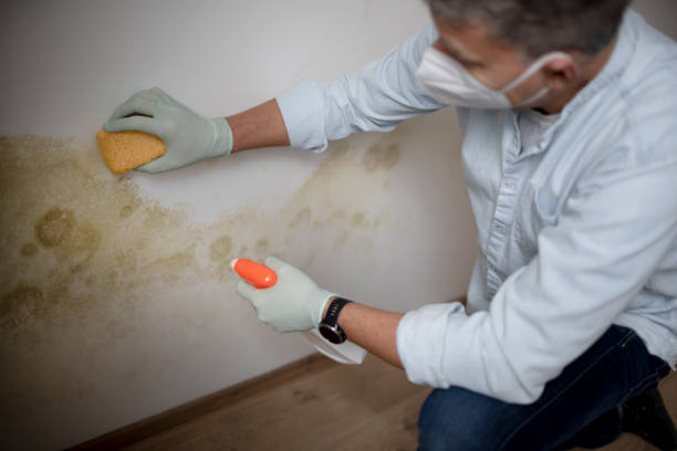 Best Best Mold Removal Companies  in Fresno, TX