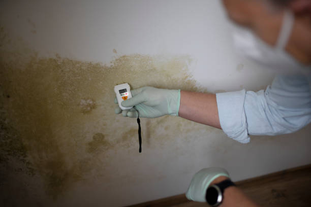 Best Affordable Mold Removal  in Fresno, TX