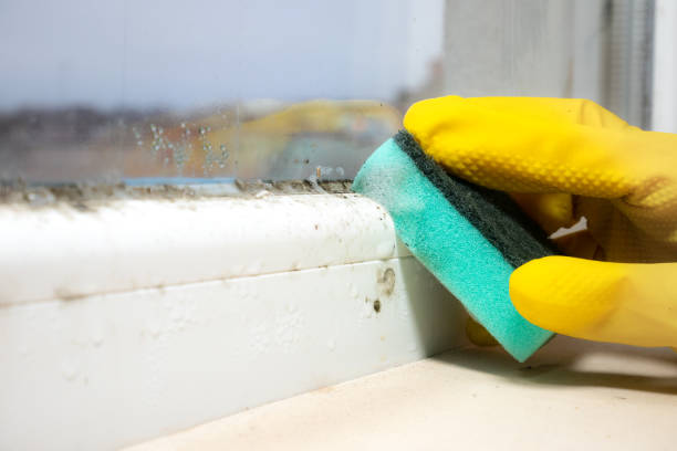 Best Mold Remediation  in Fresno, TX