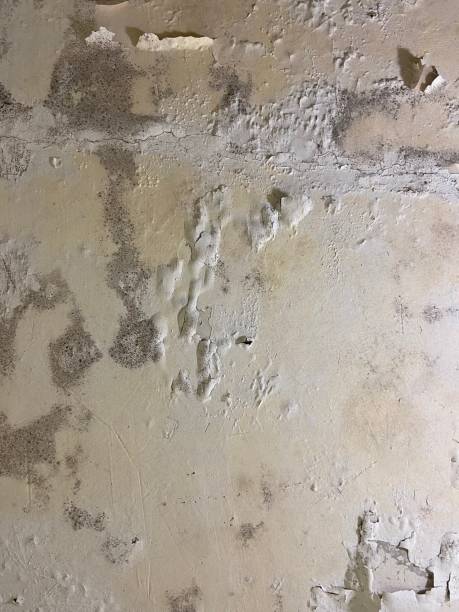 Best Commercial Mold Removal  in Fresno, TX