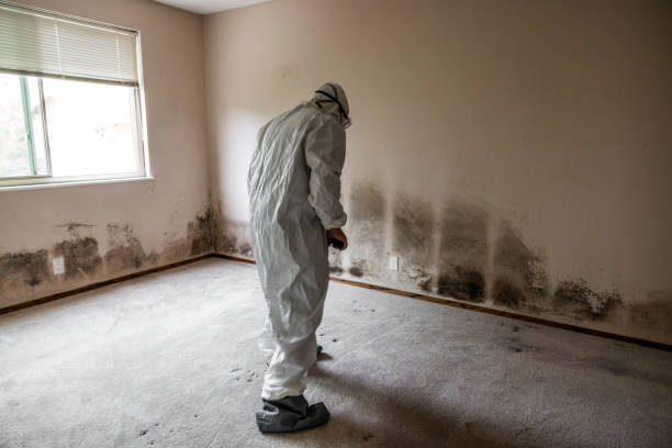 Certified Mold Removal in Fresno, TX