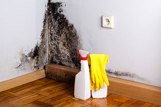 Professional Mold Removal in Fresno, TX