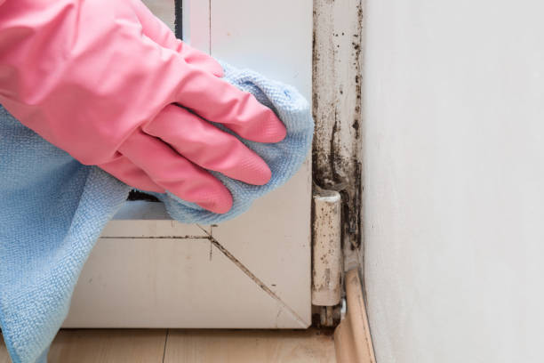 Best Mold Removal Near Me  in Fresno, TX