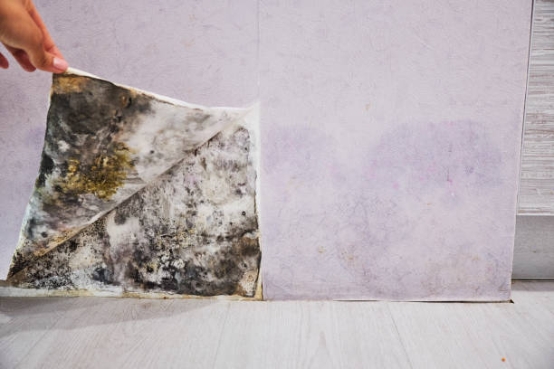 Best Mold Testing  in Fresno, TX